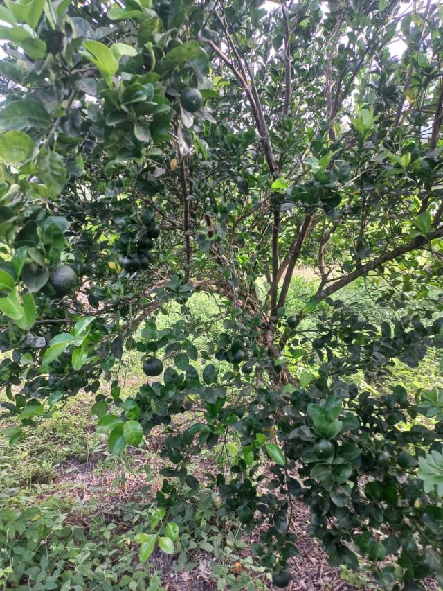 Venta de lote de 2500 M2